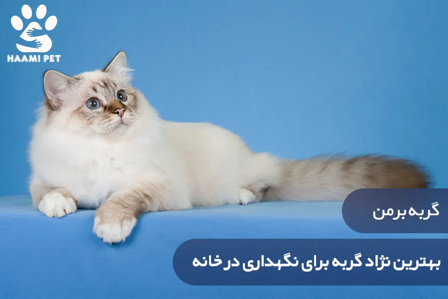 گربه برمن: بهترین نژاد گربه برای نگهداری در خانه - پت شاپ حامی پت