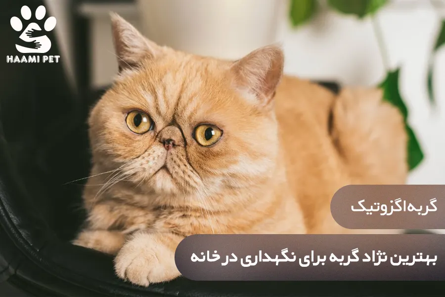 گربه اگزوتیک: بهترین نژاد گربه برای نگهداری در خانه - پت شاپ حامی پت