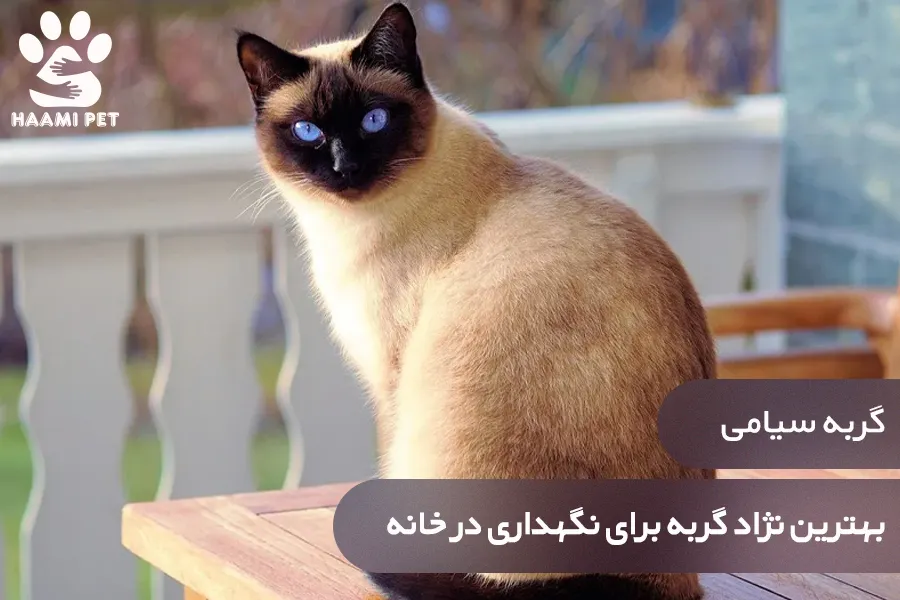 گربه سیامی: بهترین نژاد گربه برای نگهداری در خانه - پت شاپ حامی پت