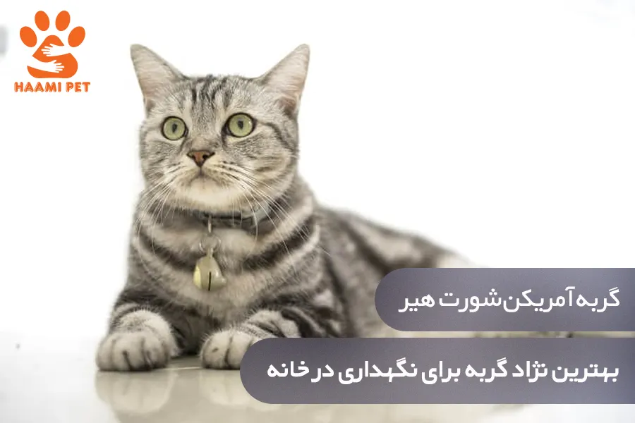 گربه آمریکن شورت هیر: بهترین نژاد گربه برای نگهداری در خانه - پت شاپ حامی پت