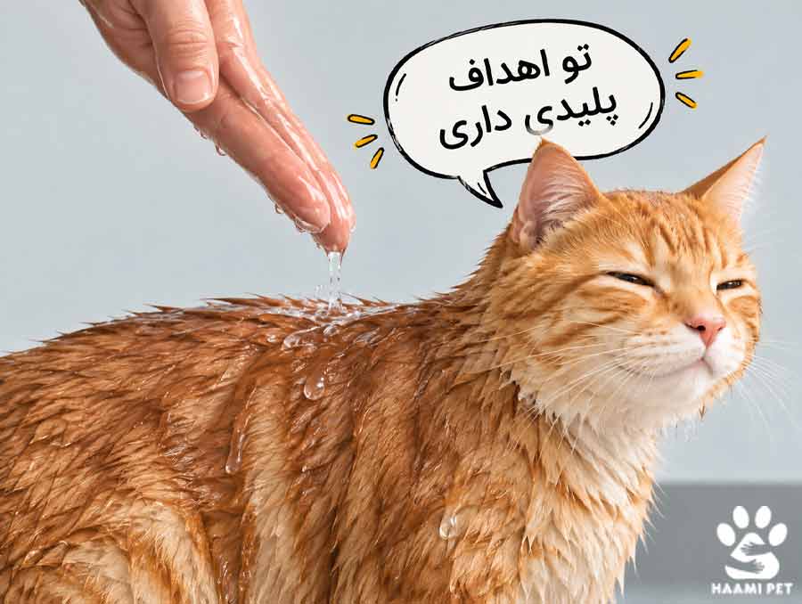 آماده کردن گربه برای حمام - مرحله ۱: گربه را به آب عادت دهید