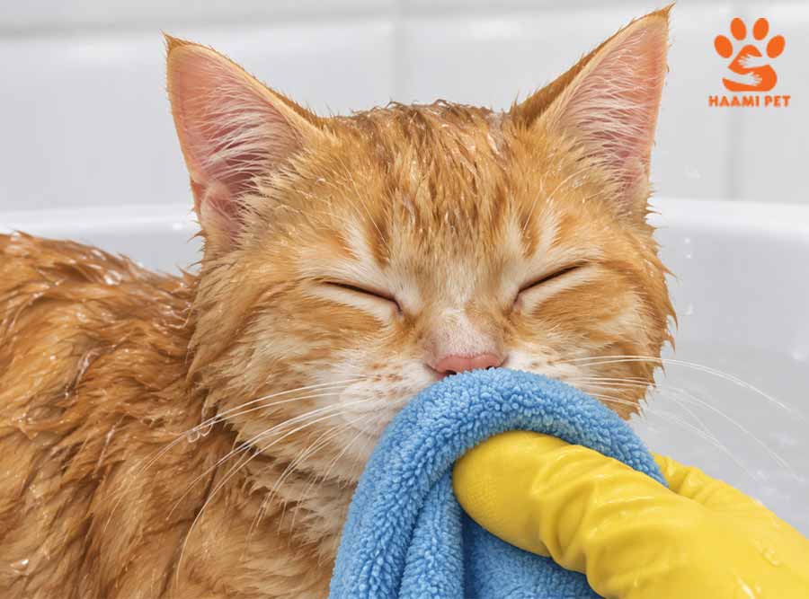 حمام کردن گربه - مرحله ۴: صورت گربه را با یک دستمال مرطوب تمیز کنید